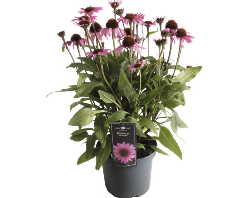Rostlina Echinacea v květináči s růžovými květy