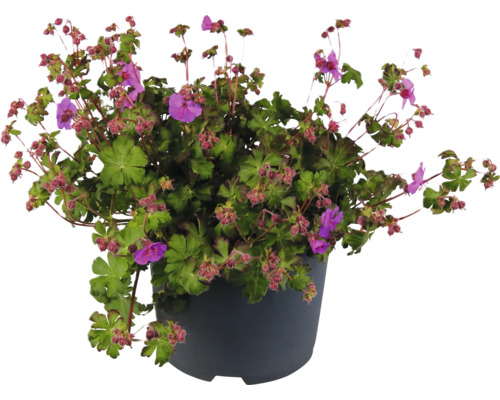 Kakost FloraSelf Geranium Karmina květináč 3 l