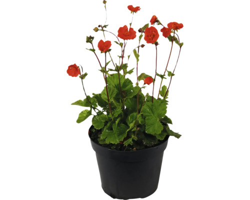Kuklík městský FloraSelf Geum coccineum 'Tempo Orange' květináč 1 l