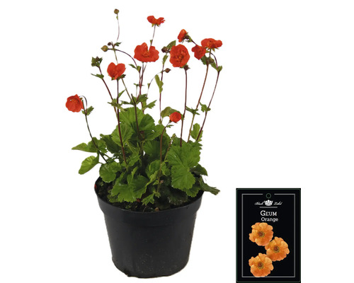 Geum Orange rostlina v květináči
