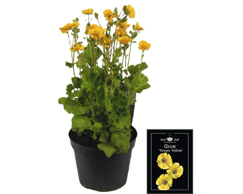 Žlutá Geum Tempo trvalka v květináči