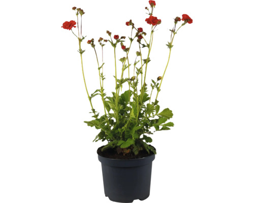 Kuklík městský FloraSelf Geum 'Scarlet Tempest' květináč 3 l
