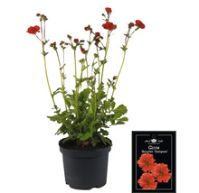 Geum Scarlet Tempest v květináči