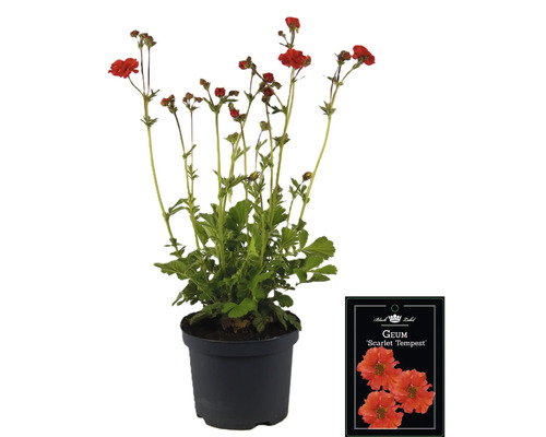 Geum Scarlet Tempest v květináči