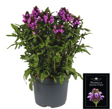 Prunella hybrida Purple rostlina v květináči