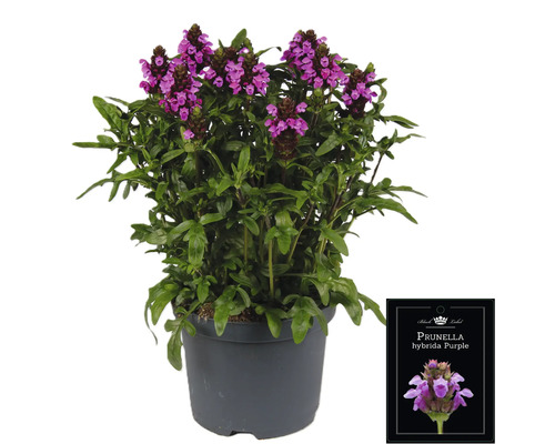 Prunella hybrida Purple rostlina v květináči
