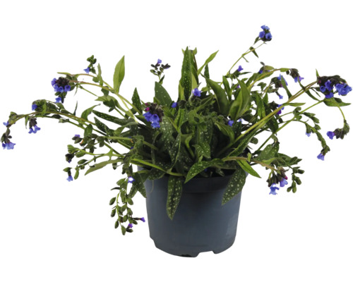 Plicník FloraSelf Pulmonaria 'Miss Elly' květináč 3 l