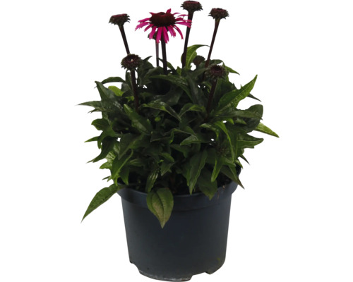 Třapatka FloraSelf Echinacea ‘Awake' květináč 3 l