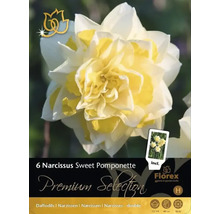 Balení 6 narcisů Sweet Pomponette, plnokvětá odrůda