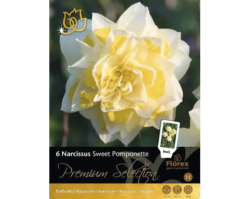 Balení 6 narcisů Sweet Pomponette, plnokvětá odrůda