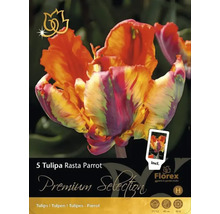Balení pěti cibulí tulipánu Tulipa Rasta Parrot