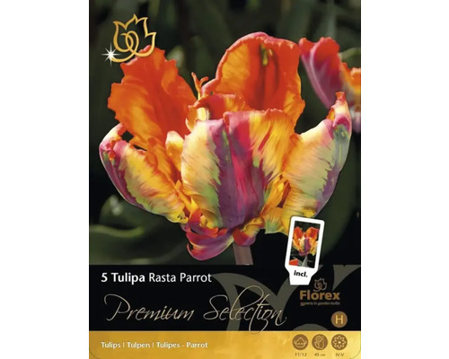 Balení pěti cibulí tulipánu Tulipa Rasta Parrot
