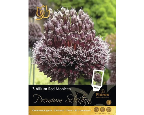 Balení tří okrasných cibulí česneku Allium Red Mohican