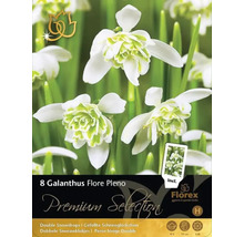 Balení osmi cibulí Galanthus Flore Pleno