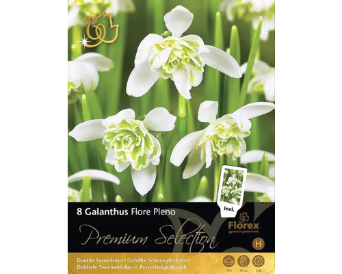 Balení osmi cibulí Galanthus Flore Pleno