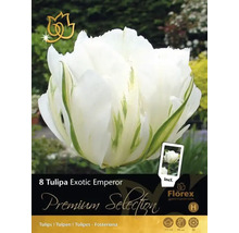 Balení tulipánových cibulí Exotic Emperor