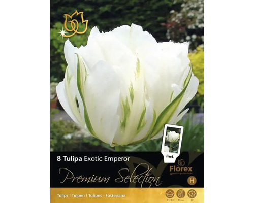 Balení tulipánových cibulí Exotic Emperor