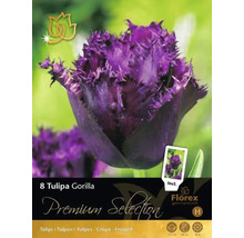 Balení cibulí tulipánů Tulipa Gorilla s fialovými, třepenitými tulipány