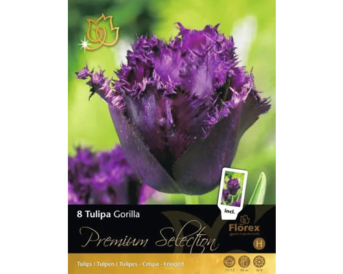 Balení cibulí tulipánů Tulipa Gorilla s fialovými, třepenitými tulipány