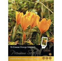 Balení krokusů Orange Monarch s 15 kusy