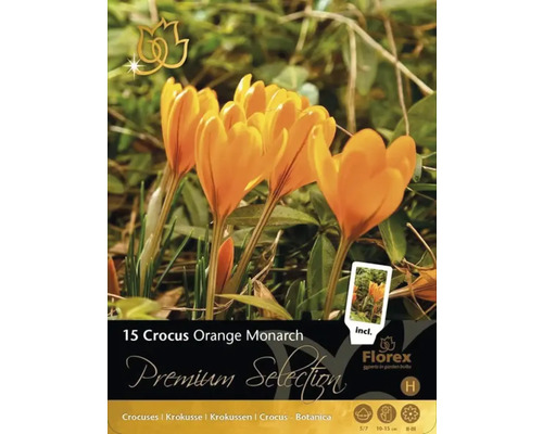 Balení krokusů Orange Monarch s 15 kusy