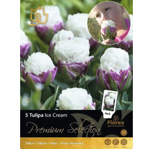 Balení pěti cibulí tulipánu Ice Cream