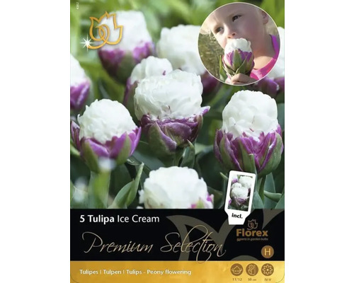 Balení pěti cibulí tulipánu Ice Cream