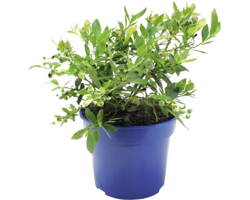 Borůvka BIO stálezelená FloraSelf Bio Vaccinium corymbosum 'Sunshine Blue' květináč 3 l Borůvka BIO stálezelená FloraSelf Bio Vaccinium corymbosum 'Sunshine Blue' květináč 3 l