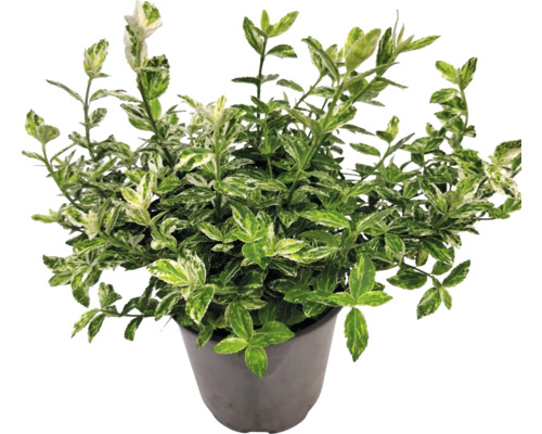 Brslen s zeleno-bílými listy v květináči