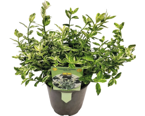 Brslen Fortuneův Harlekýn v květináči