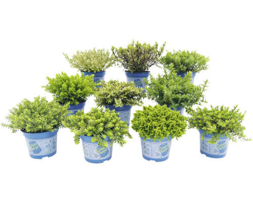 Několik kvetoucích rostlin v květináčích pro venkovní použití