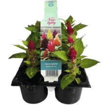 Směs rostlin Celosia argentea, šest kusů v květináči