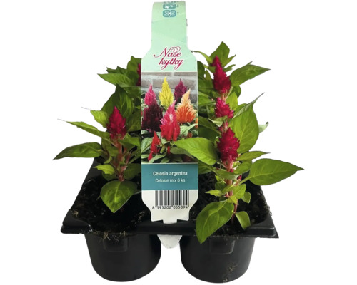 Směs rostlin Celosia argentea, šest kusů v květináči