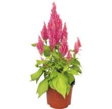 Celosia rostlina v květináči