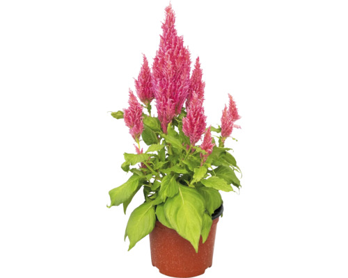 Celosia rostlina v květináči
