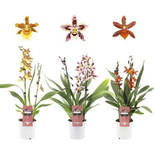Tři orchideje Cambria v květináčích s různými květy