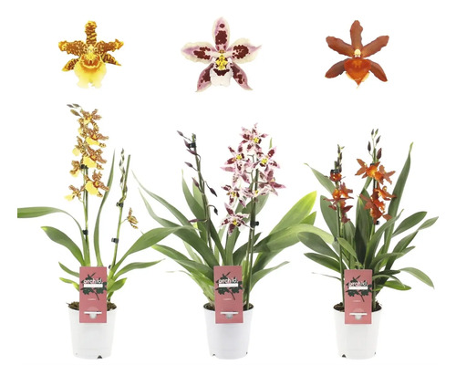 Tři orchideje Cambria v květináčích s různými květy