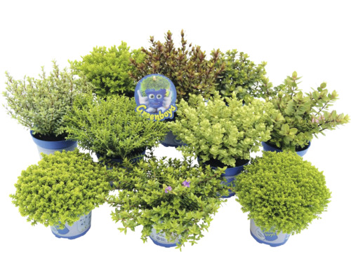 Různé stálezelené keře v květináčích