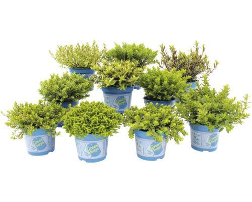 Několik hrnkových rostlin druhu zimolez kloboukatý v modrých květináčích