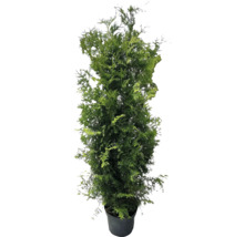 Sloupovitý cypřiš v květináči