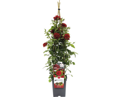 Pnoucí růže v květináči s podpěrou