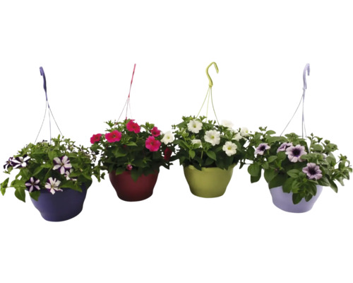 Čtyři různobarevné závěsné květináče s petúniemi s barevnými květy