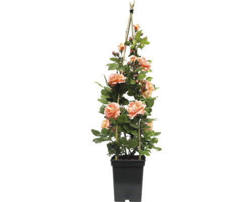 Pnoucí růže v květináči s oporou