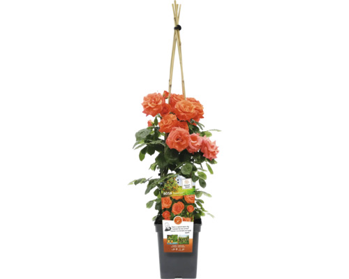 Pnoucí růže v květináči s podpěrou