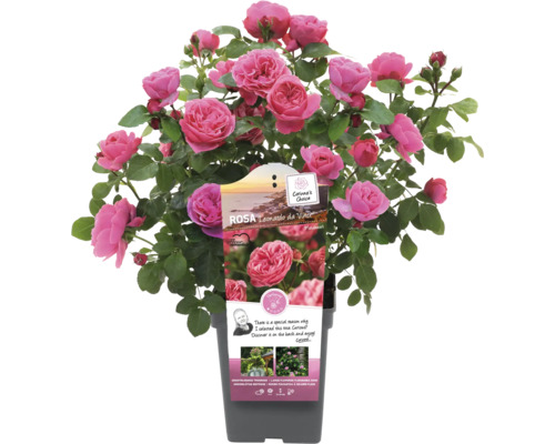 Růže Leonardo da Vinci v květináči