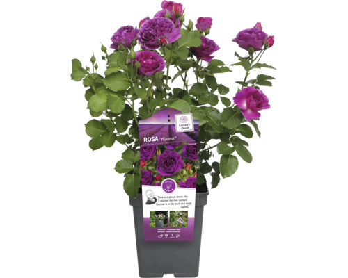 Růže Minerva v květináči