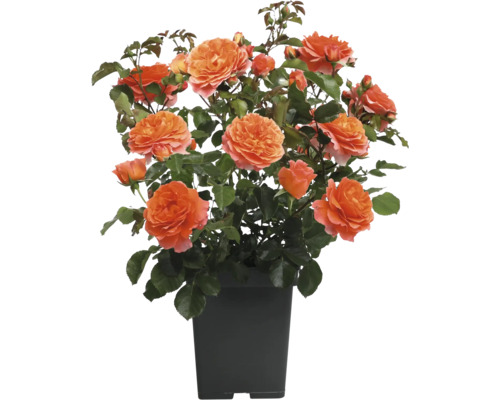 Oranžová záhonová růže v květináči