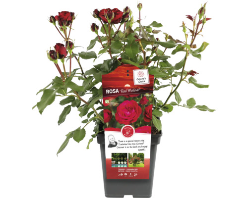 Růže Red Meilove v květináči