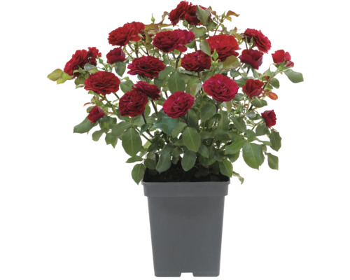 Keřová růže v květináči s červenými květy