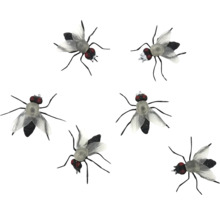 Mouchy jako ochrana proti škůdcům